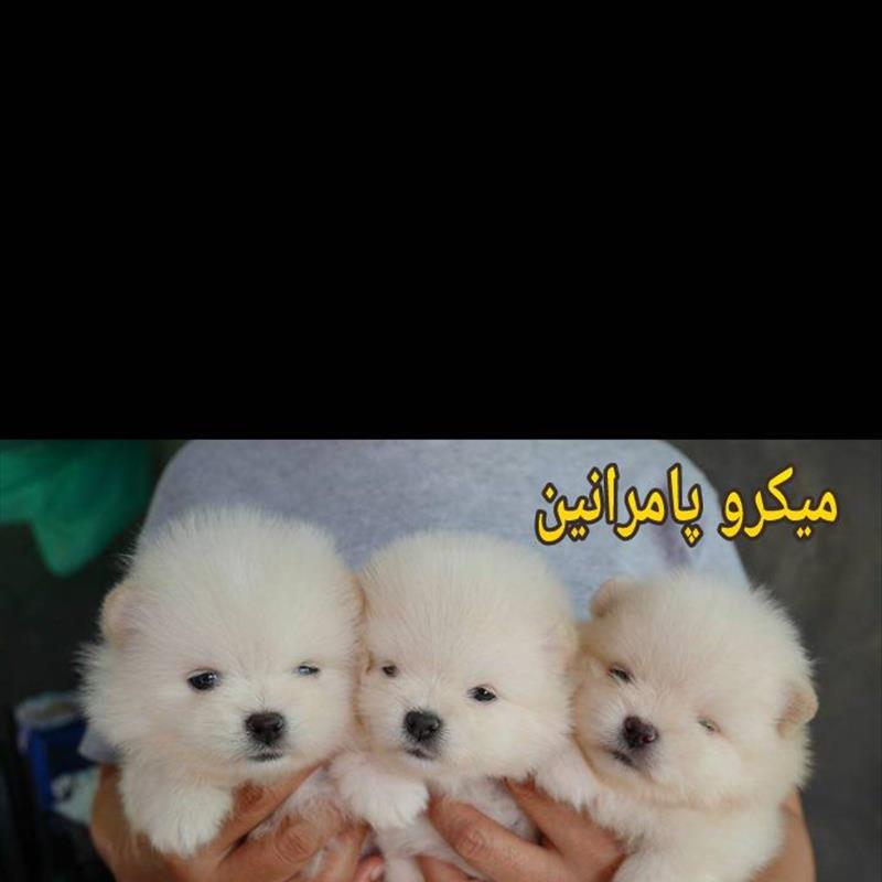 سگ پامرانین کوچک 