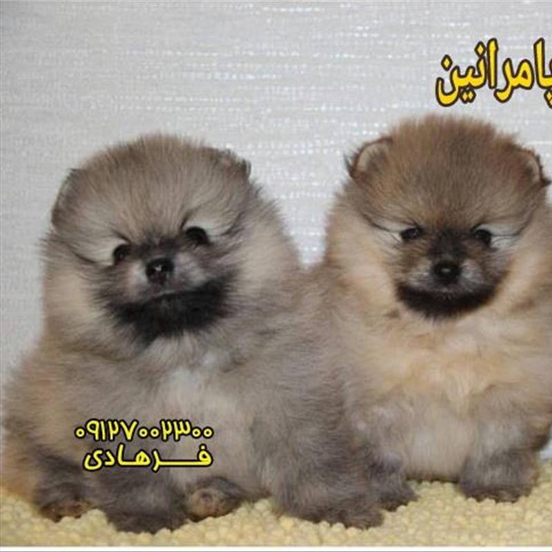 مشاوره جهت خرید سگ پامرانین