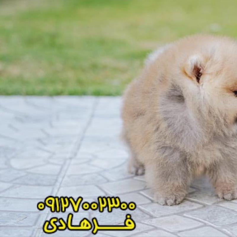 پامرانین خرسی  وارداتی پخش عمده به سراسر نقاط