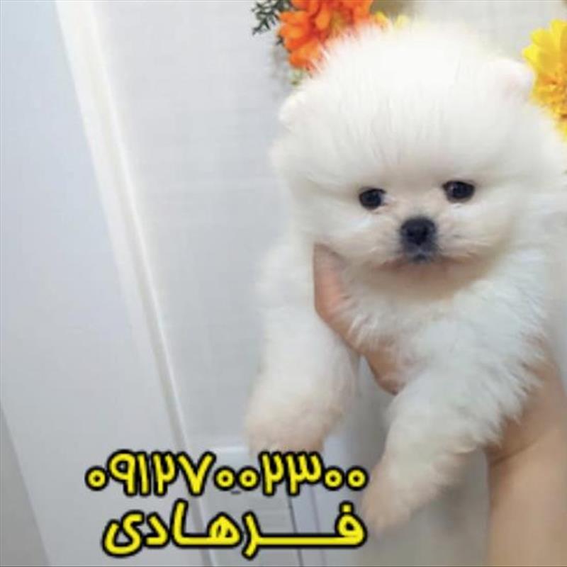 پامرانین خرسی سفید