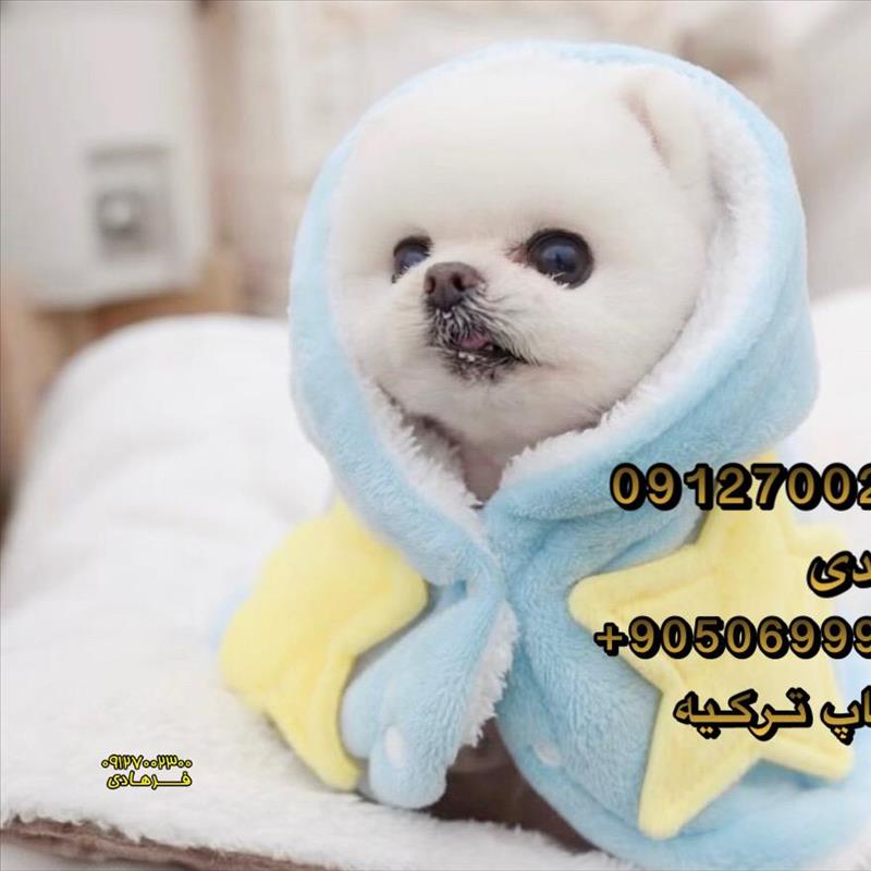 سگ پامرانین بو 