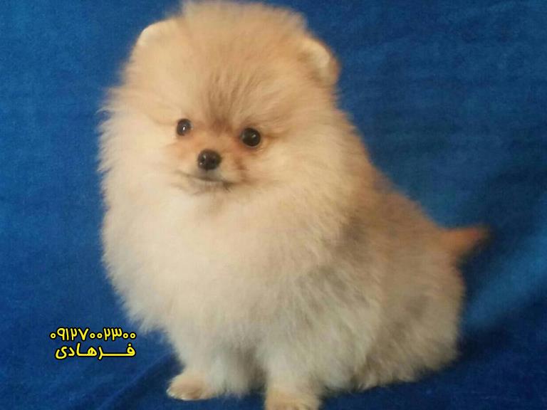 توله پامرانین خرسی