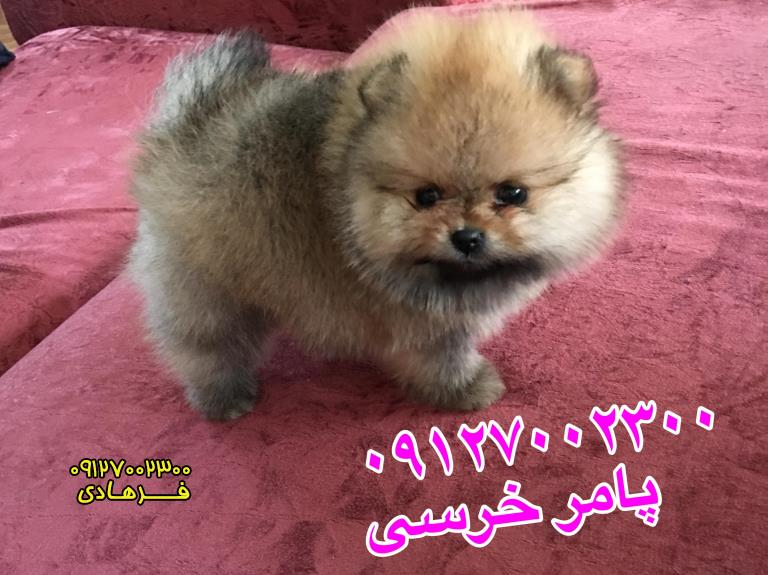 سگ پامرانین دو ماهه