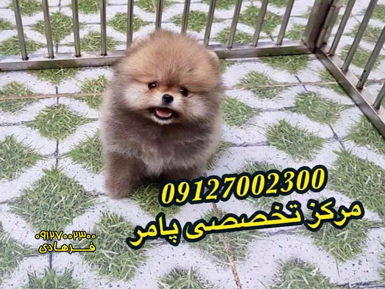 سگ پامر میکرو