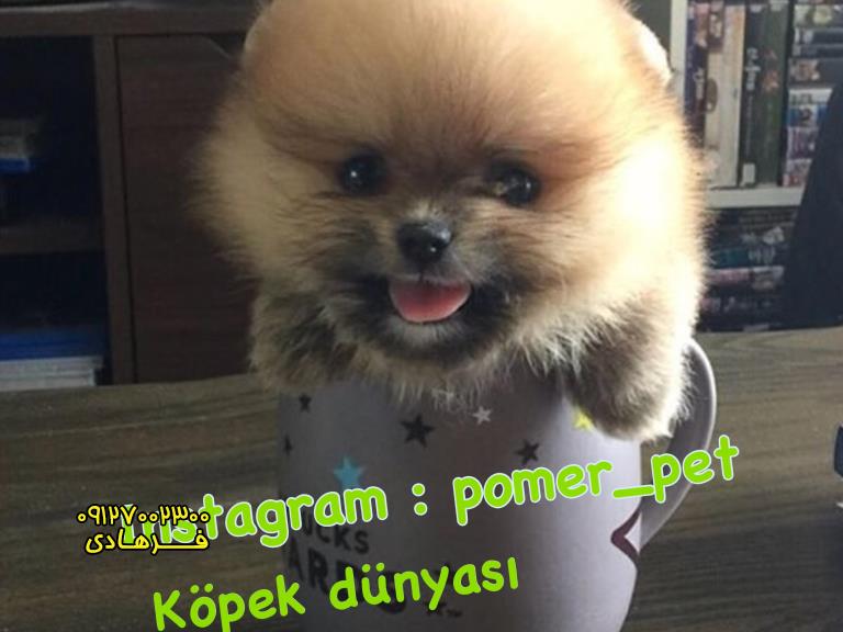 Köpek satışı pomeranıan