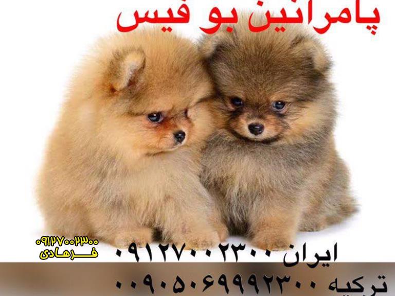 فروش توله های چمپیون