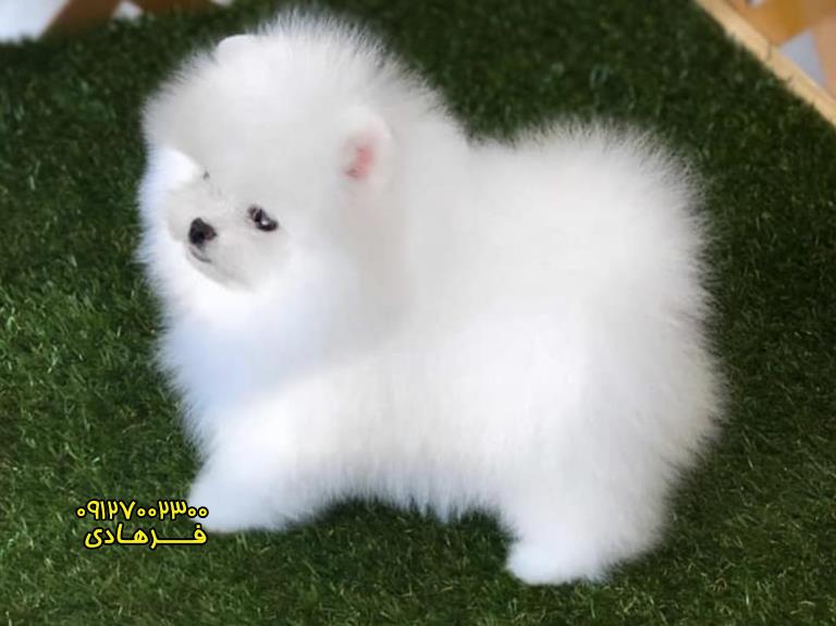 سگ پامرانین سفید