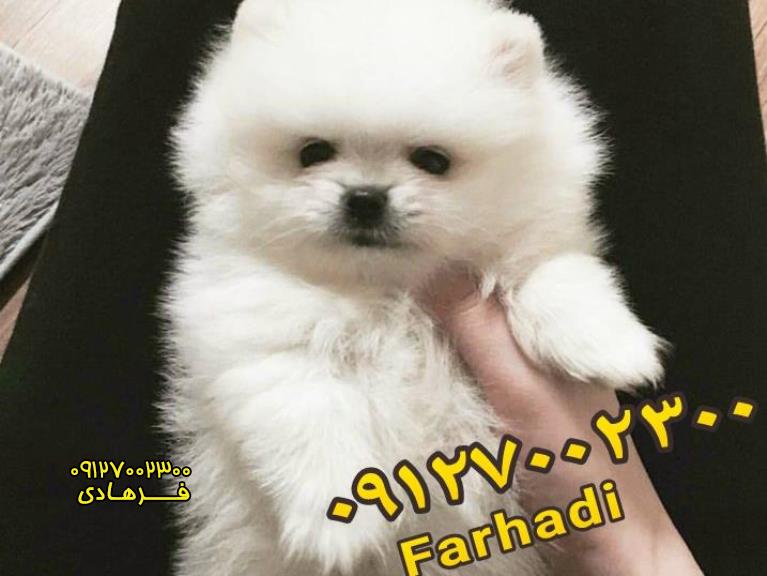 توله های پامرانین سفید